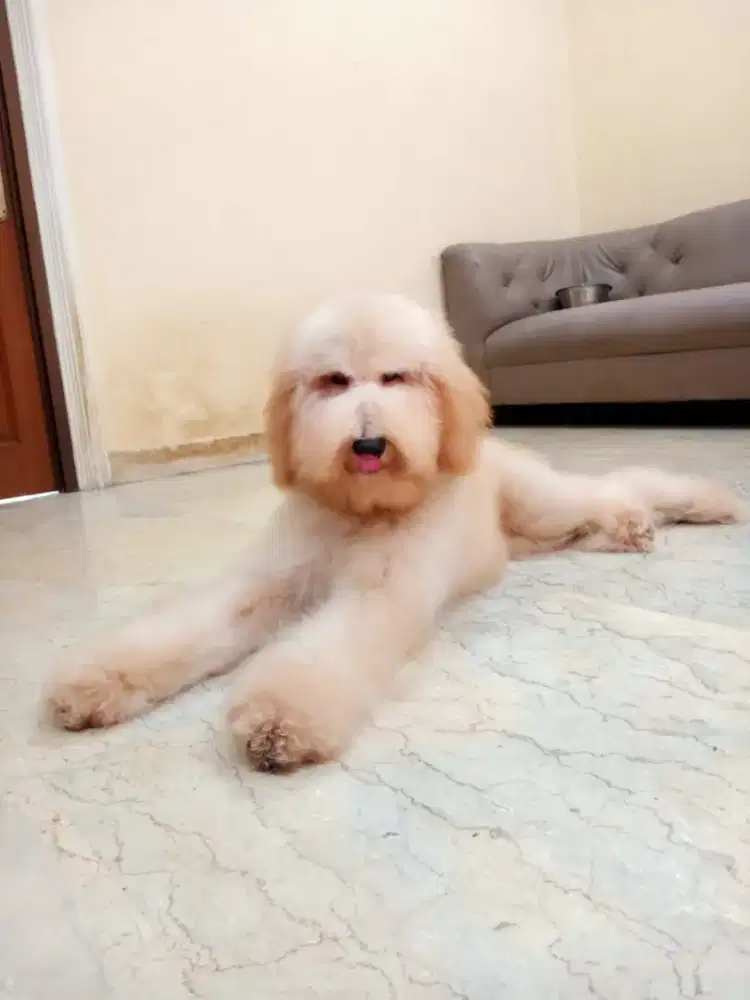 For sale Giant poddle