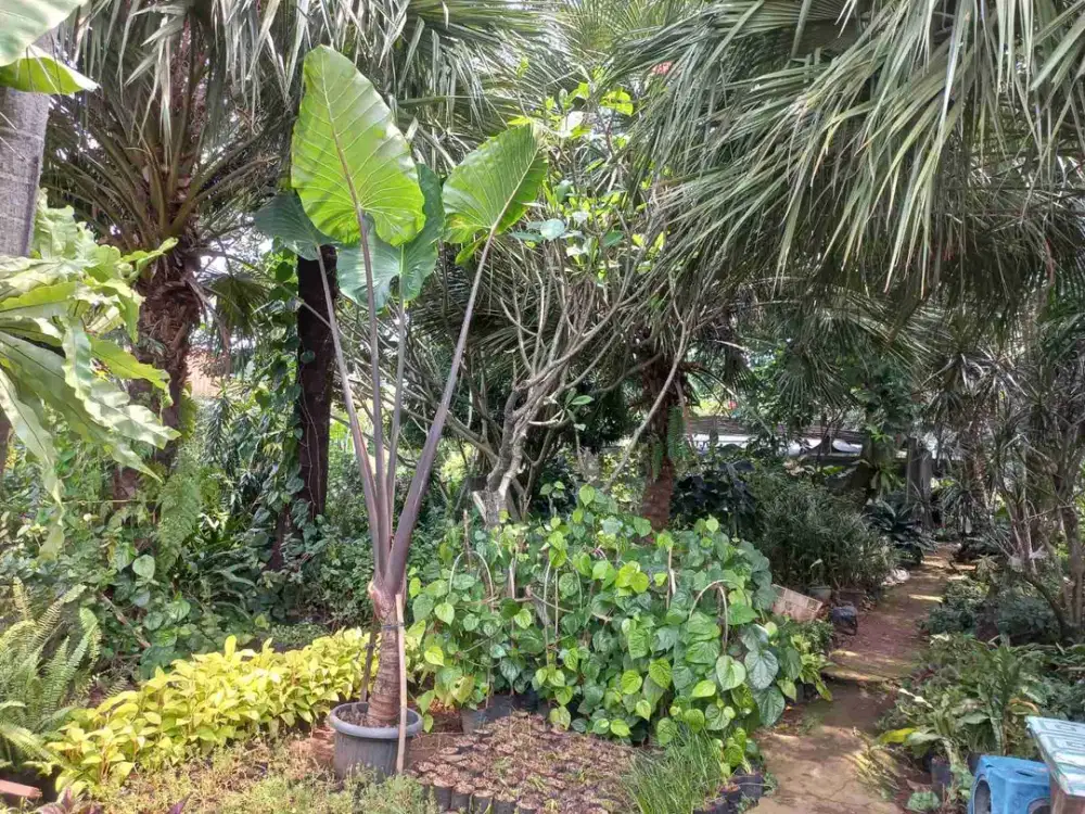 DIJUAL TANAH di BOJONGSARI BARU DEPOK