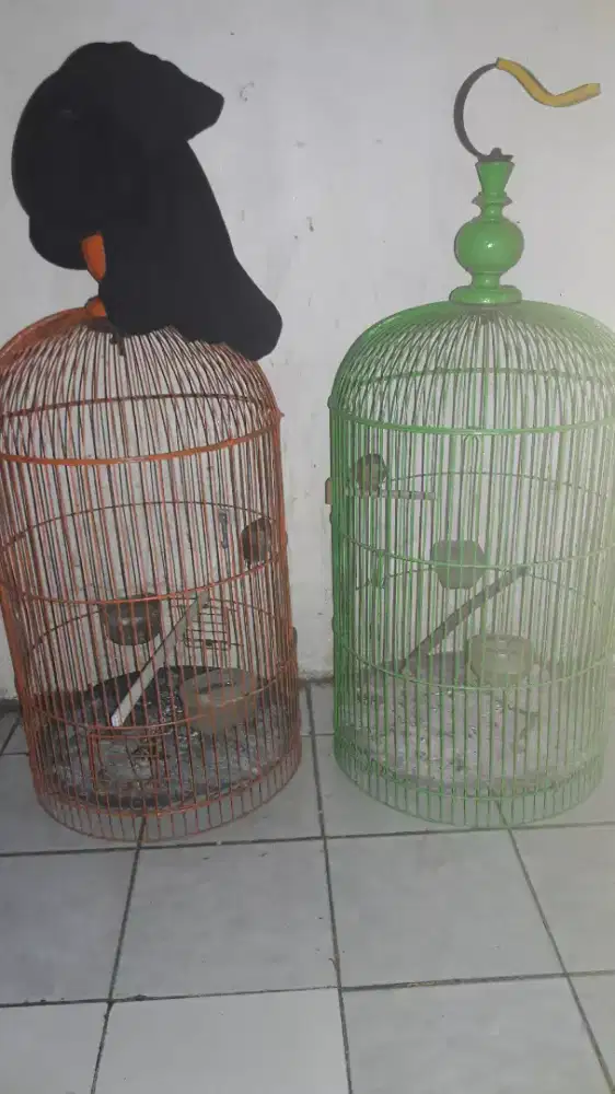 Burung kenari riwikan bon gereja