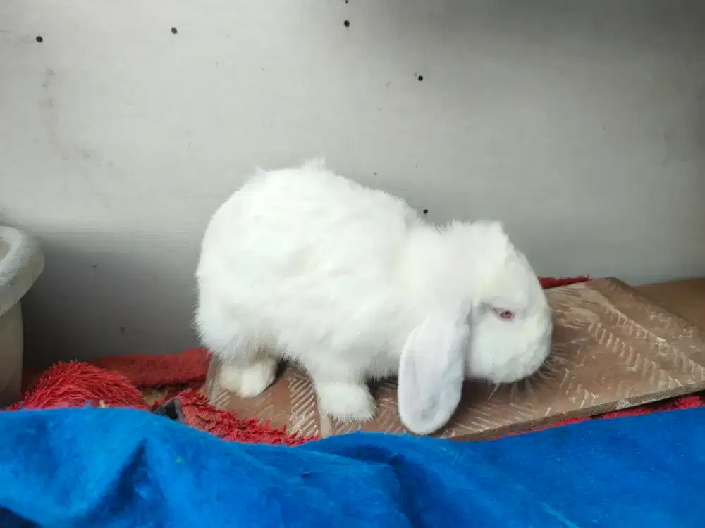 Kelinci Holland lop indukan