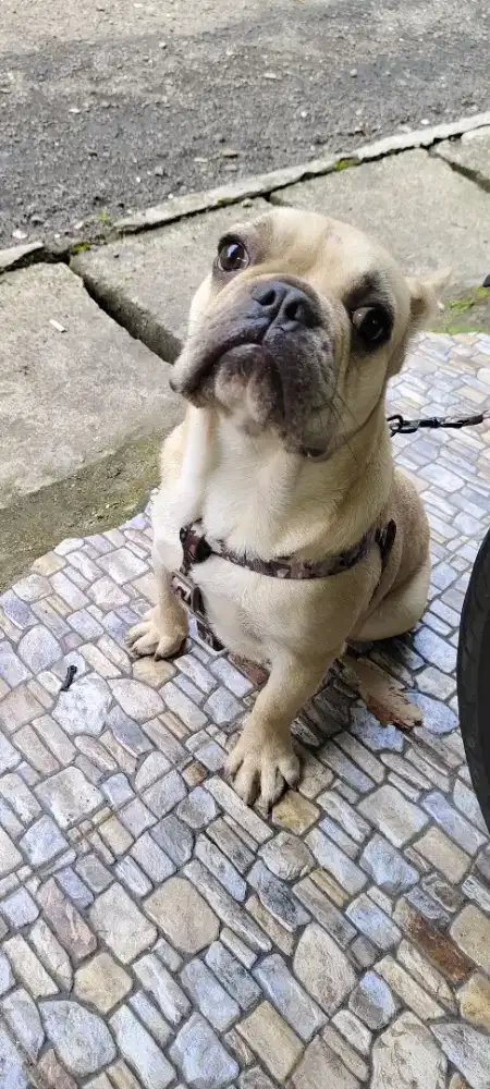 Anjing french buldog