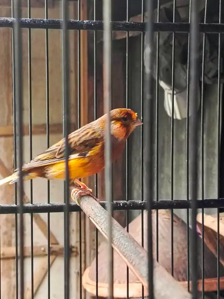 Kenari af  jantan gacoran