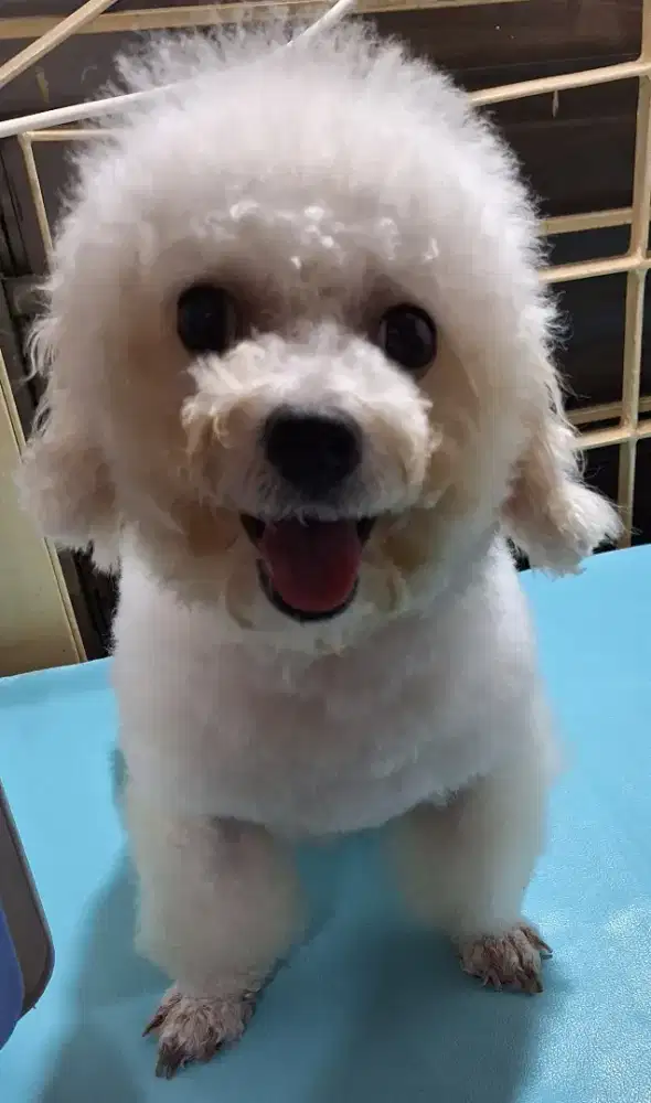 Bichon frise stb turunan korea betina