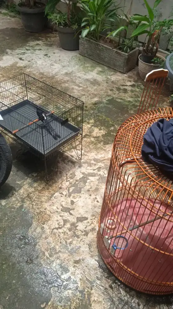 Murai tidak bersuara