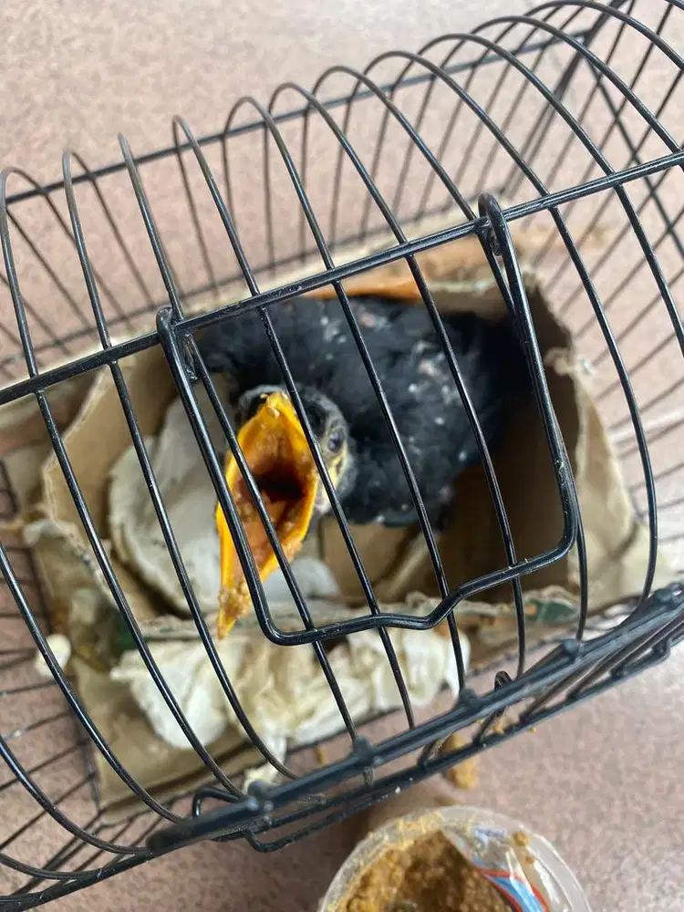 Anakan tunggal beo body besar nias punya barang