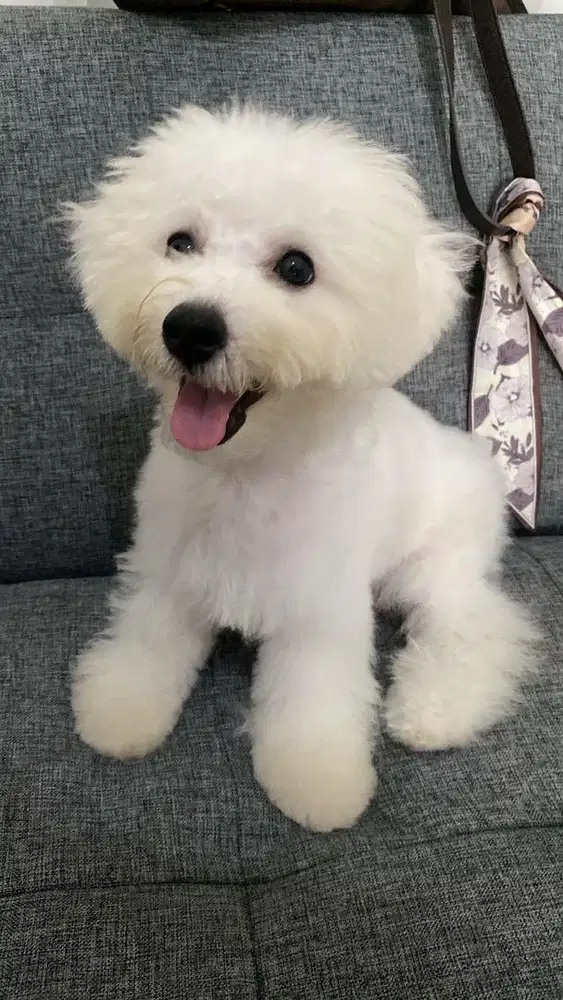 Bichon frise murah