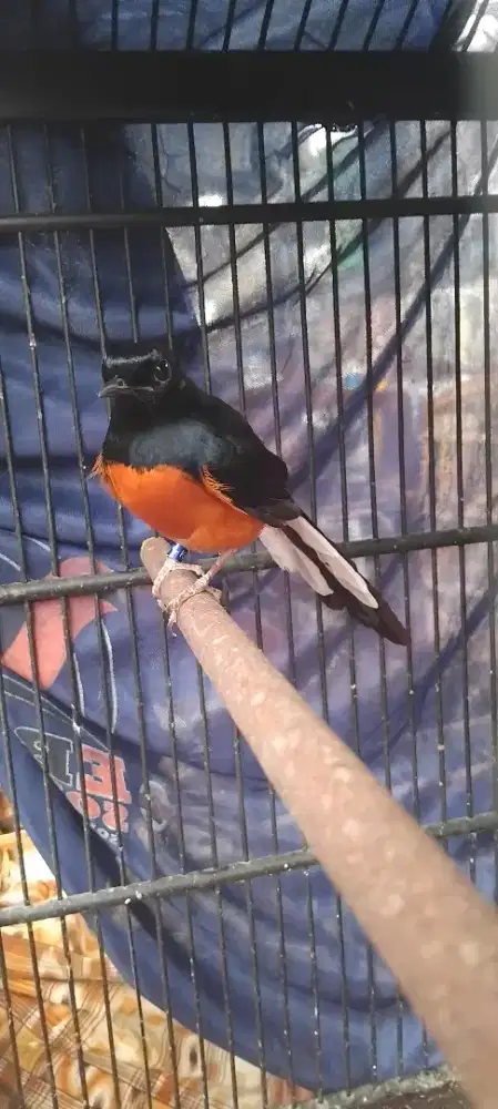 Burung Muray non gembung