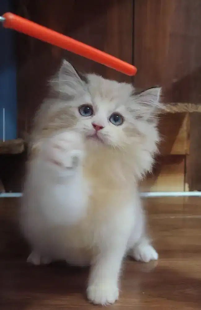 Kucing kitten midol ragdoll betina