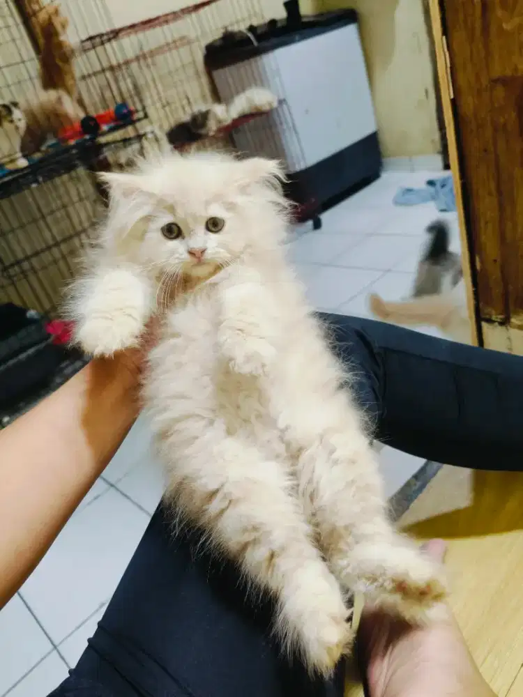 Kitten Persia creamy