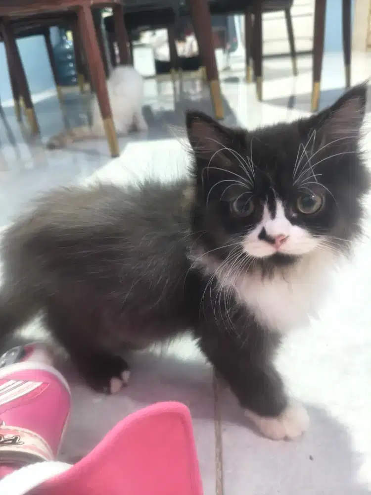 Kucing Himalaya hitam