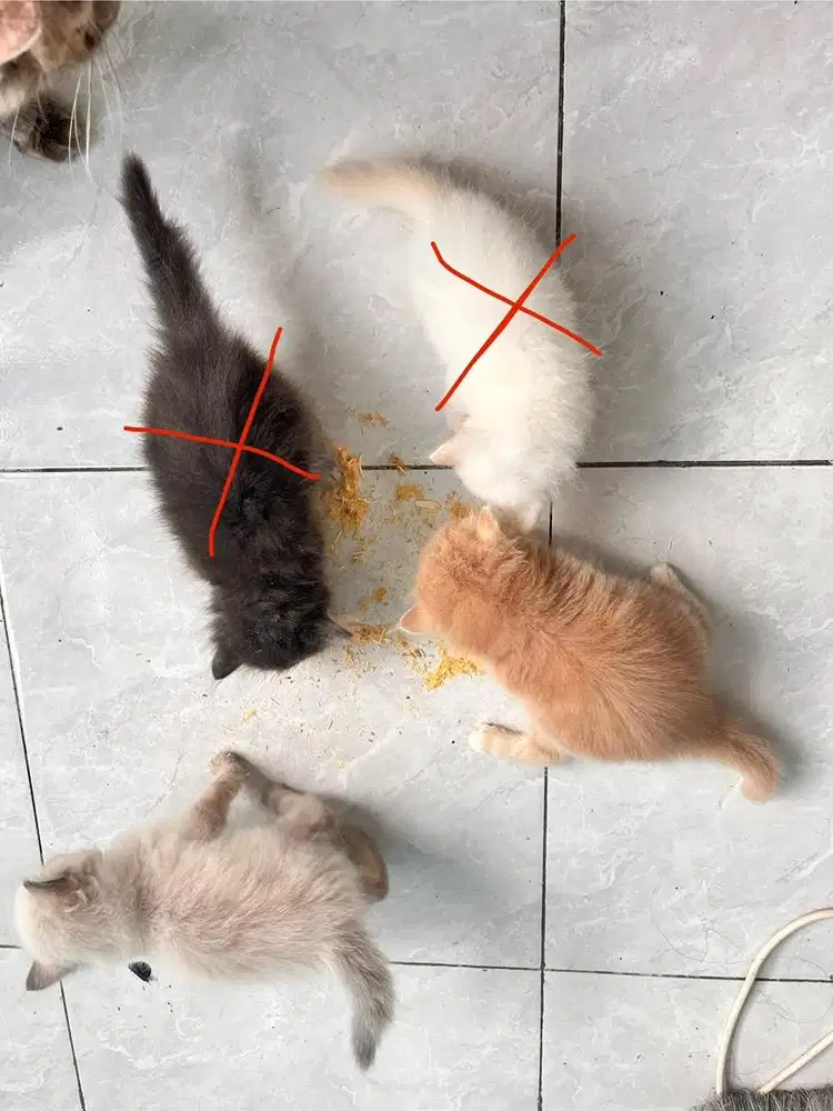 Persia Longhair bulu kapas