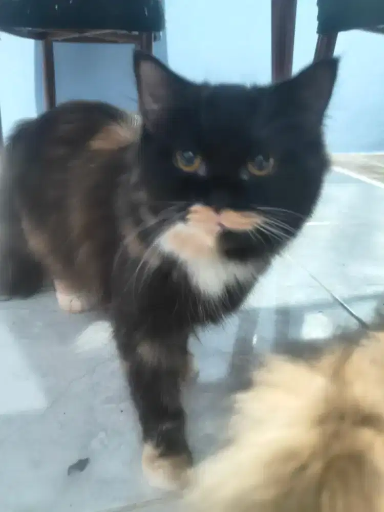 Kucing Himalaya belang tiga