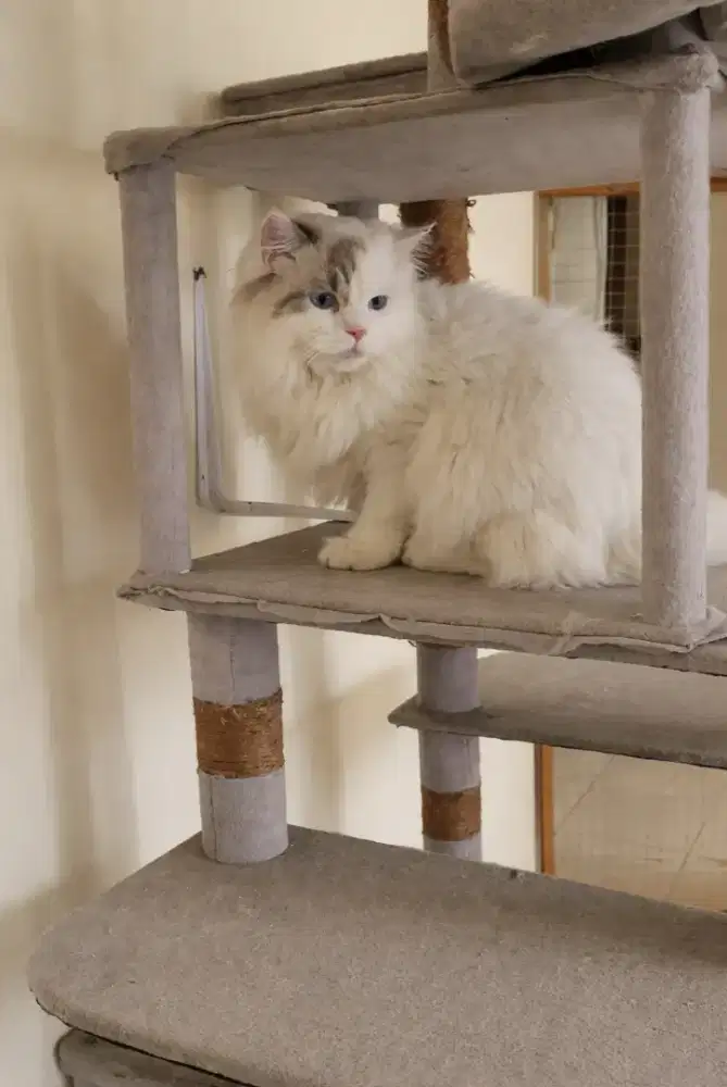 Ragdoll Jantan Non Ped