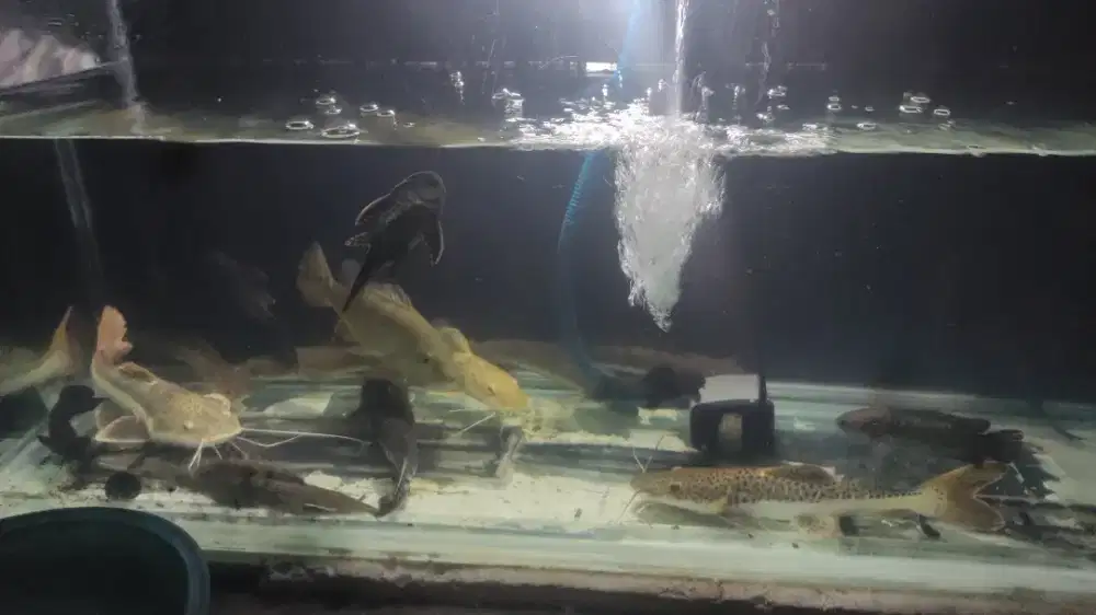 Ikan predator akuarium