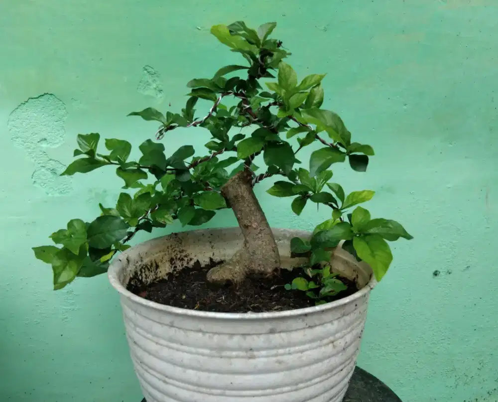 Bonsai bonsai berbagai jenis