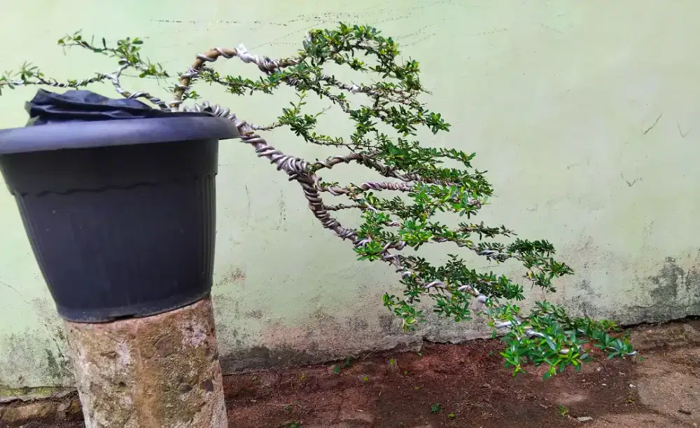 Bosai Gaya Cascade SSMV