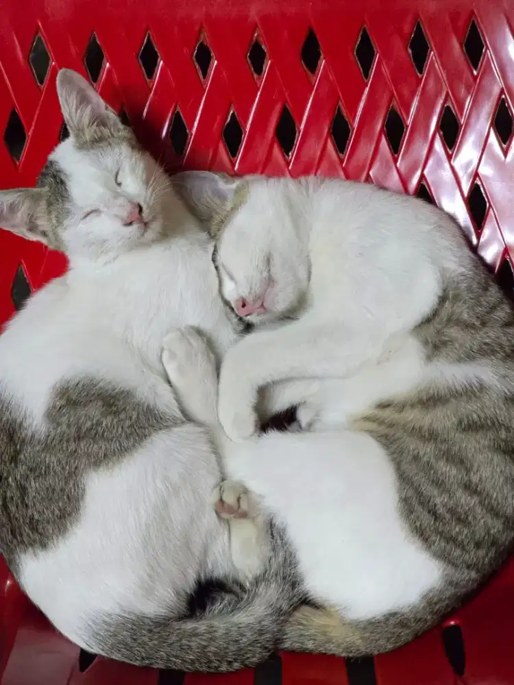 Dibutuhkan karyawan petshop untuk grooming