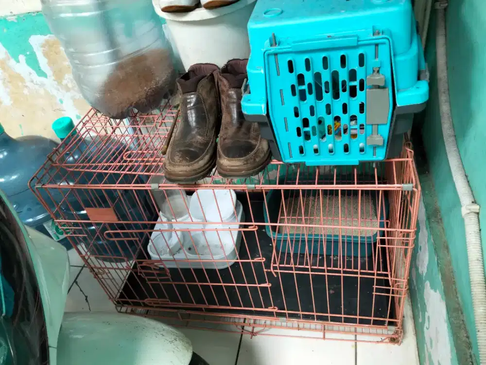 Kandang kucing & pet cargo