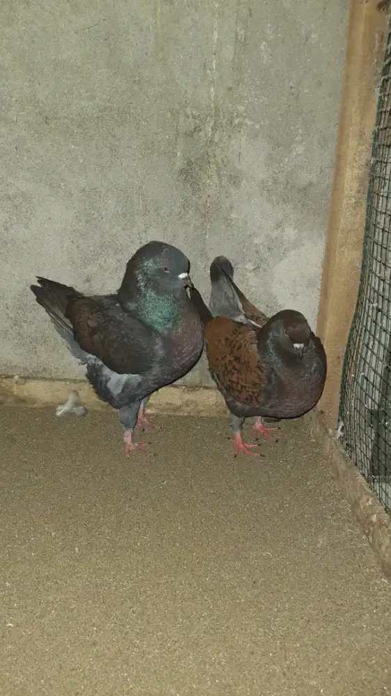 Merpati hias banda aceh