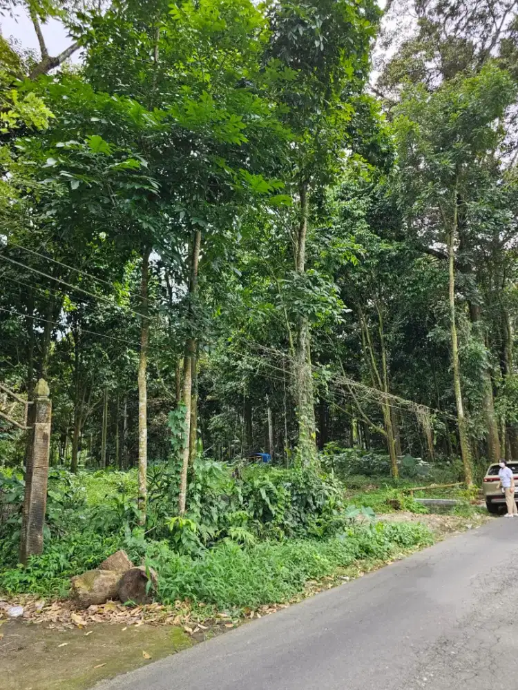 Dijual tanah kebun Durian