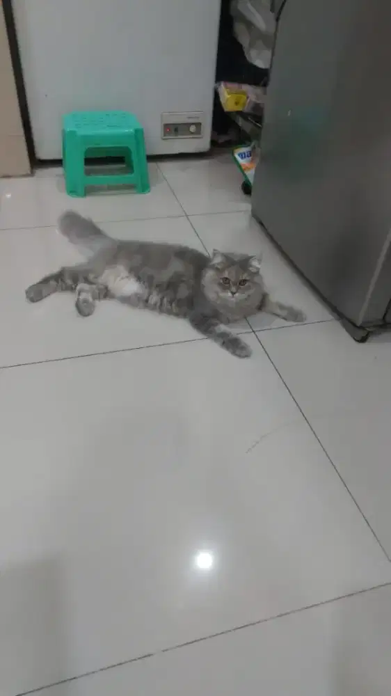 Dijual kucing betina persia usia 11 bulan sehat