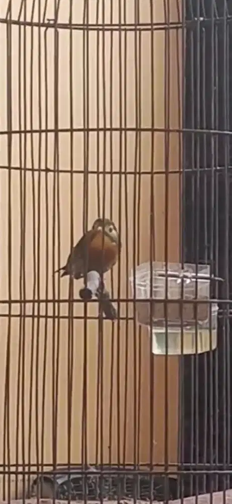 Burung warna warni robin gacoor dorr ngerpl