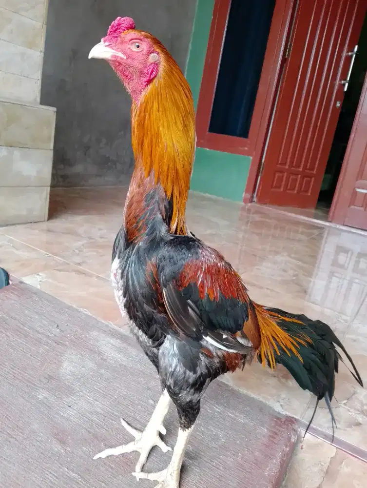 Jual ayam khusus aduan