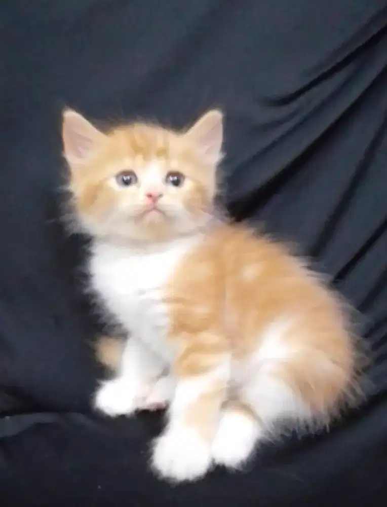 Kitten Munckin ns  jantan