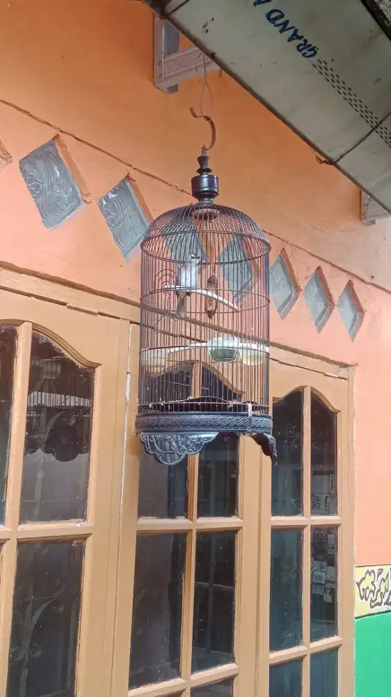 Jual burung trucukan lokal + kandang  250 tuker burung lakbet