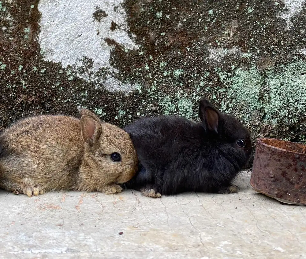 kelinci netherland dwarf