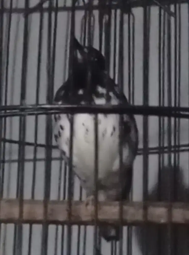 Anis kembang Ring Danu Decker beres mabung.ngeplong subuh .wiksar