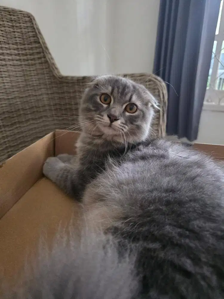 Lepas Adopt Scottish Fold Long Hair