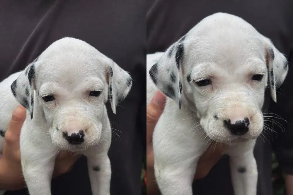 Dalmatian Puppies
