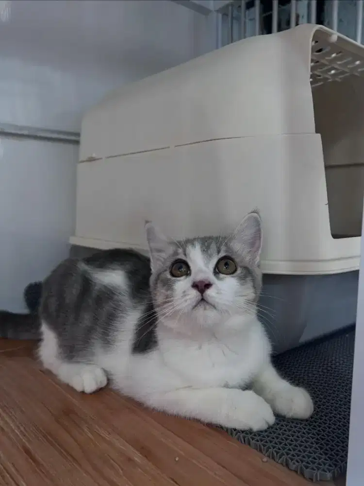 Kucing Scottish, British Shorthair, Munchkin, Persia