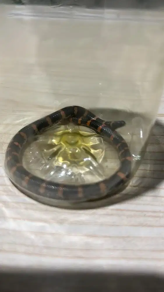 Ular pipa/kepala dua baru nemu