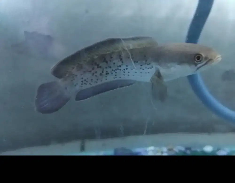 Ikan cana stewarti uk10cm