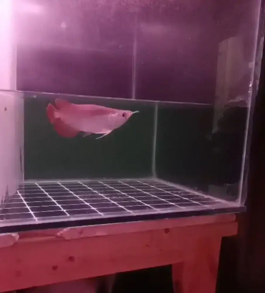 Arowana SB Super Red Size 16cm