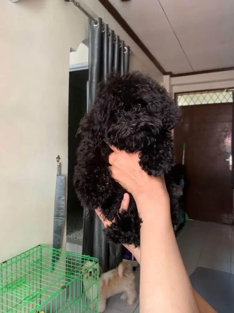 Poodle hitam cari owner baru