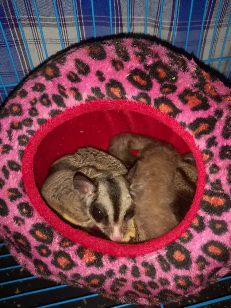 jual sugar glider