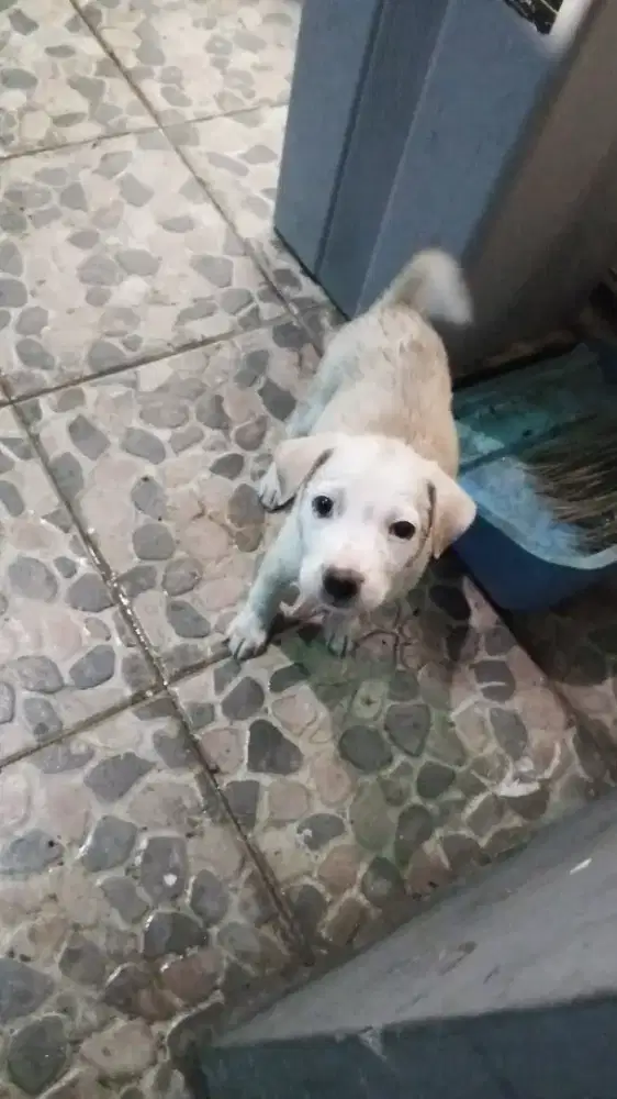 Anak Anjing Labrador Retriever