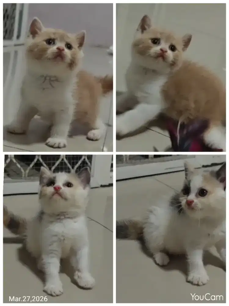 Sepasang BSH Bico Fawn dan Calico Dilute Line Cinnamon Import Vietnam