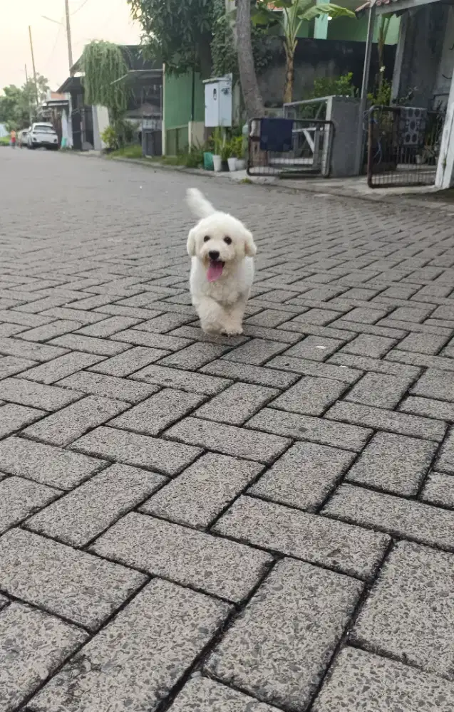 Jual Mini Bichon Frise Betina Bloodline Import Korea