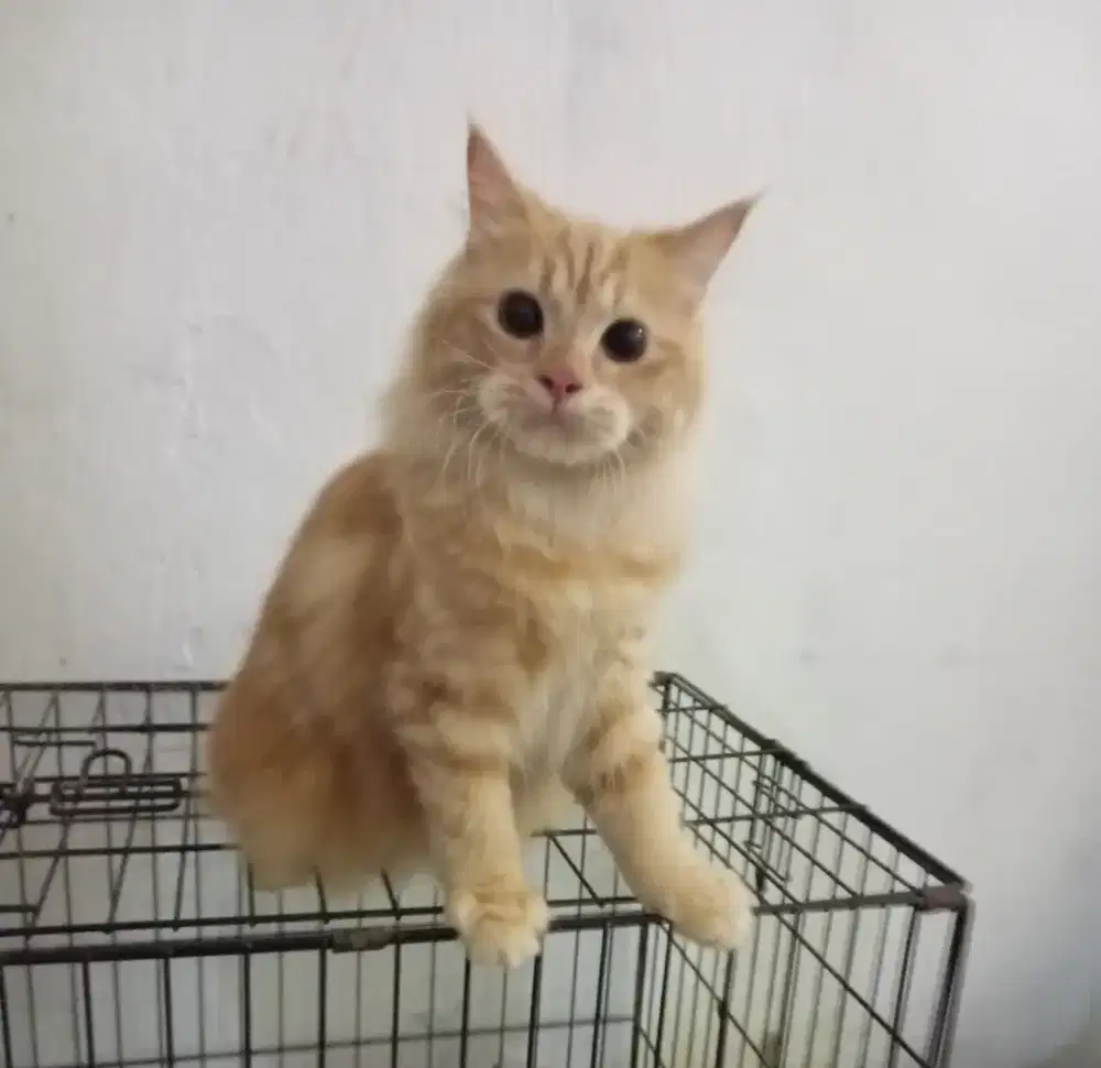 Kitten mainecoon jantan