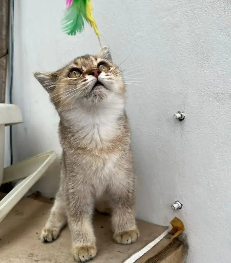 BSH Golden Ny25 Betina