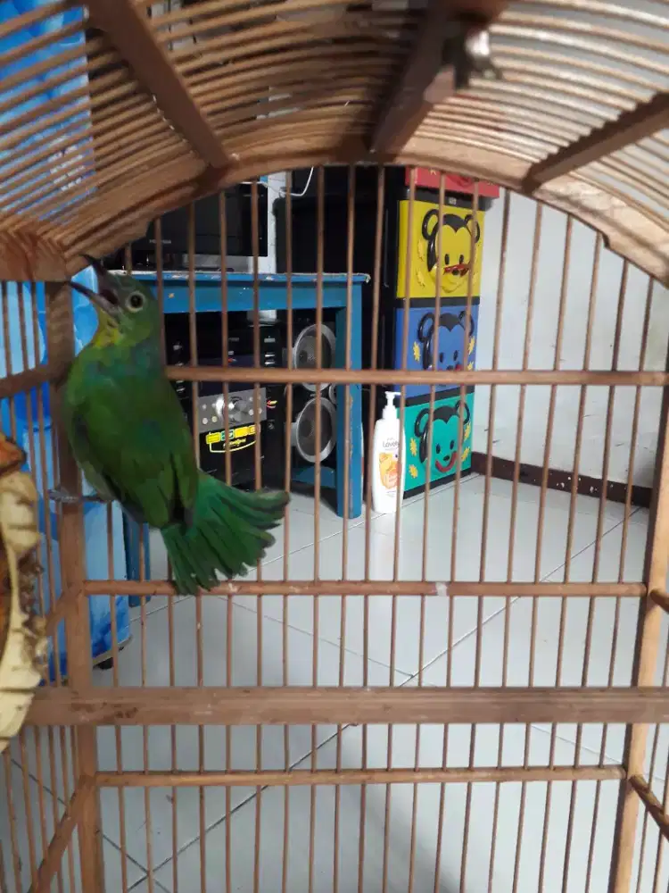 Burung kebon tt btr kacer murai trotol kenari jalak suren