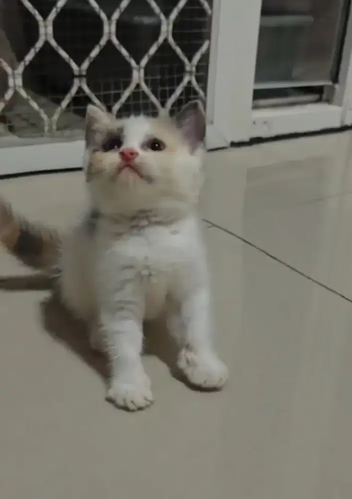 BSH Calico Dilute Female Line Cinnamon