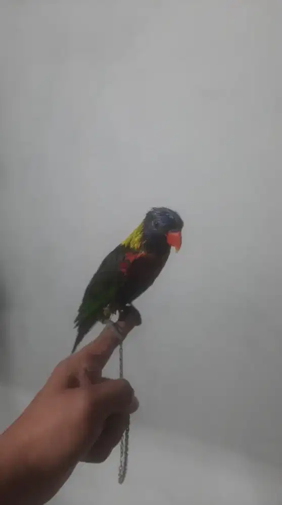 Lovebird jinak body big