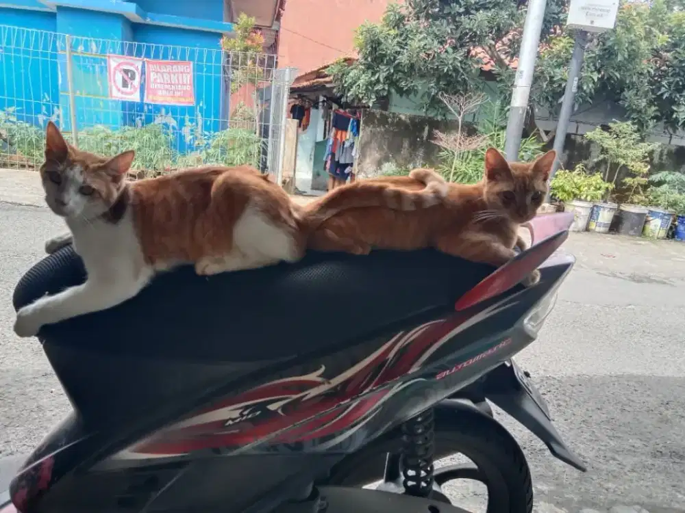 kucing usia ±6bulan