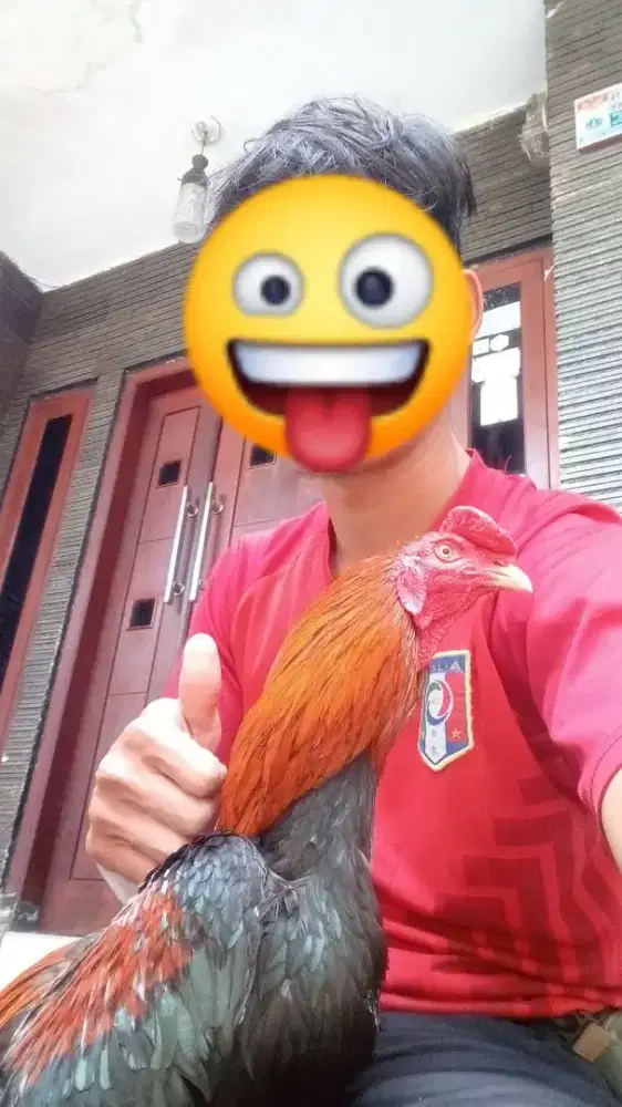 Saya sedang mencari pekerjaan