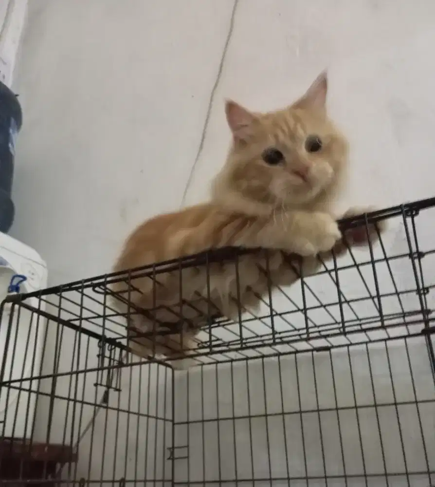 Kucing mainecoon jantan